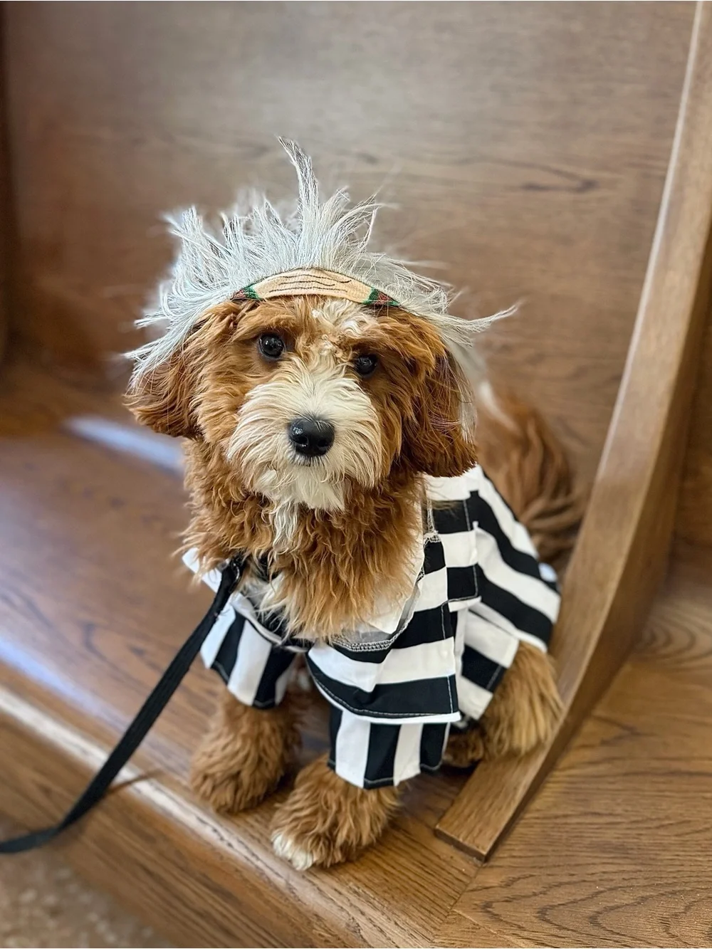 Beetlejuice: Beetlejuice Pet Costume for For Dogs or Cats by Rubies, Medium